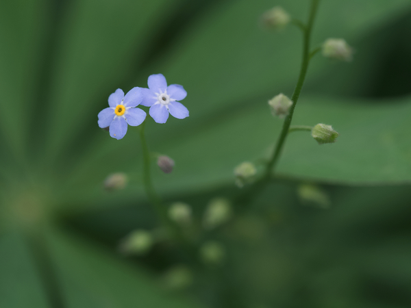 Small Universe by Suzanne Bonin