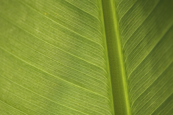 Some Leaf by Suzanne Bonin