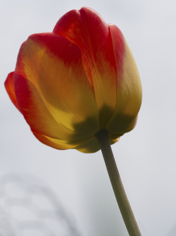 Tall One by Suzanne Bonin