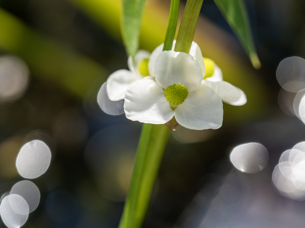 Threeleaf Arrowhead by Suzanne Bonin