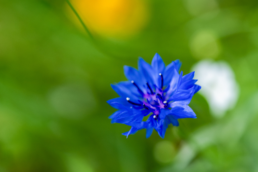 Celestial Elegance  Print