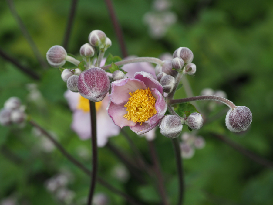 Japanese Thimbleweed  Print