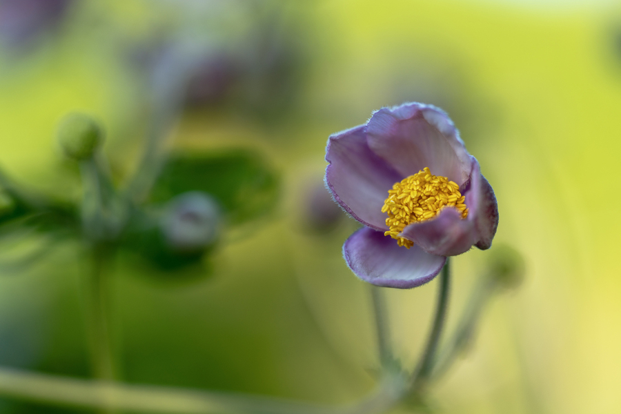 Looking Forward  Print