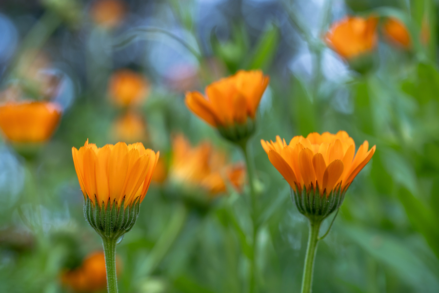 Pot Marigolds  Imprimer