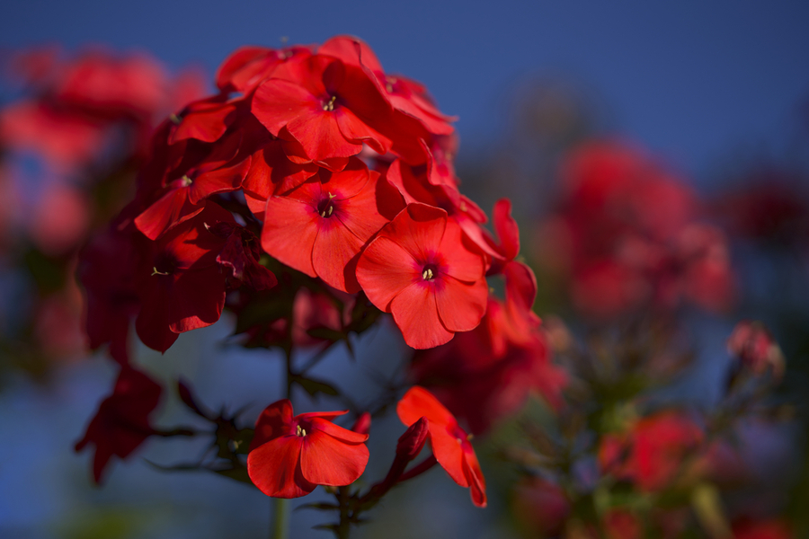 Pretty in Red  Imprimer