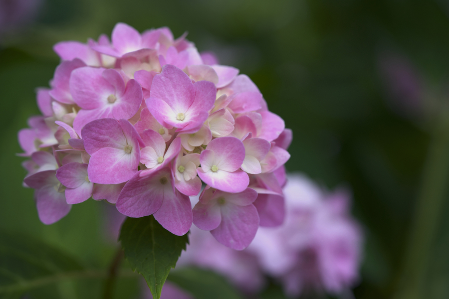 Tea of Heaven  Print