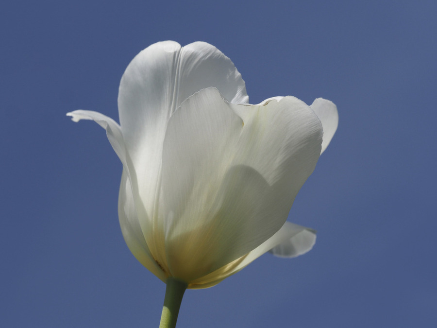 White Tulip Blue Sky  Print