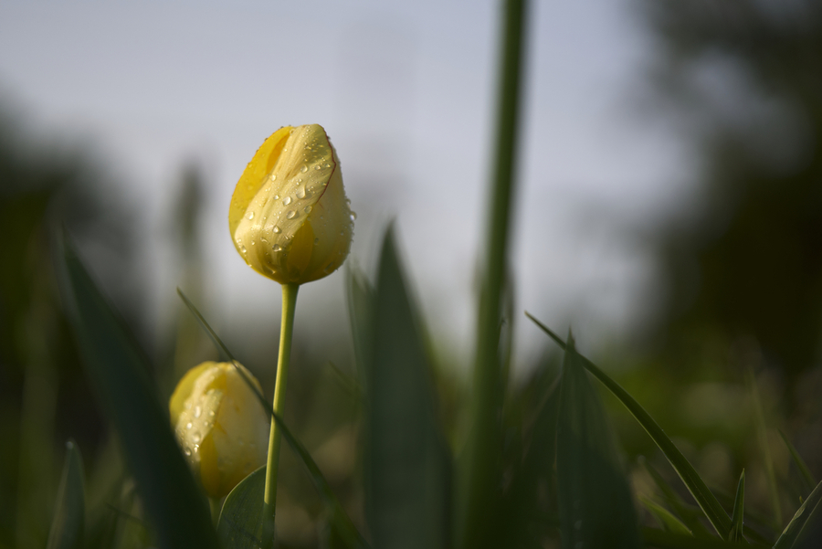 Dreamy Beauty  Print