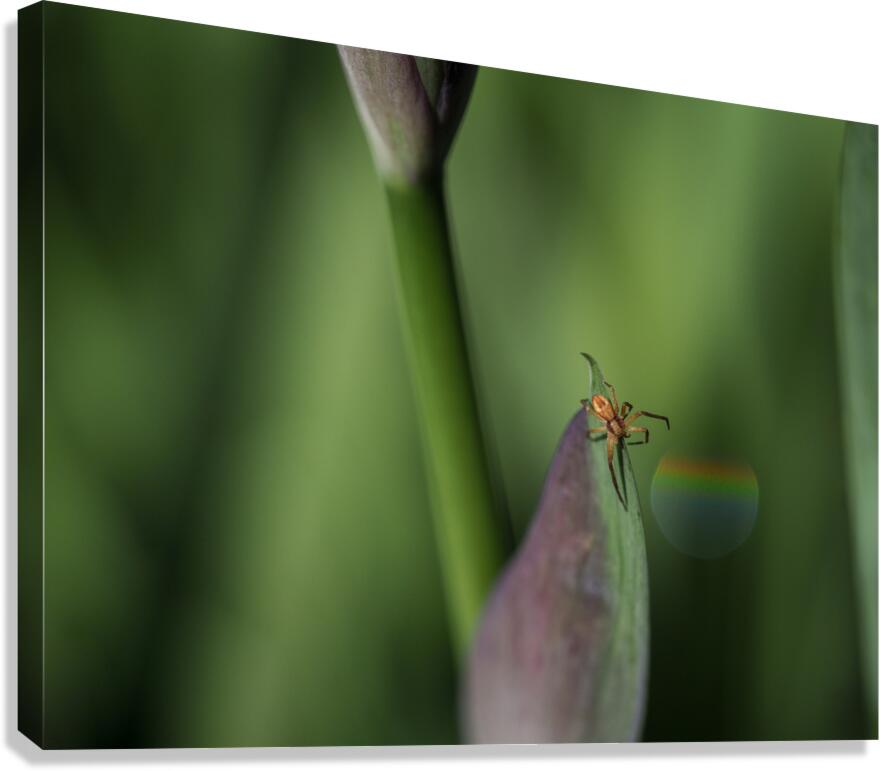 Spider with Rainbow Drop Canvas Print