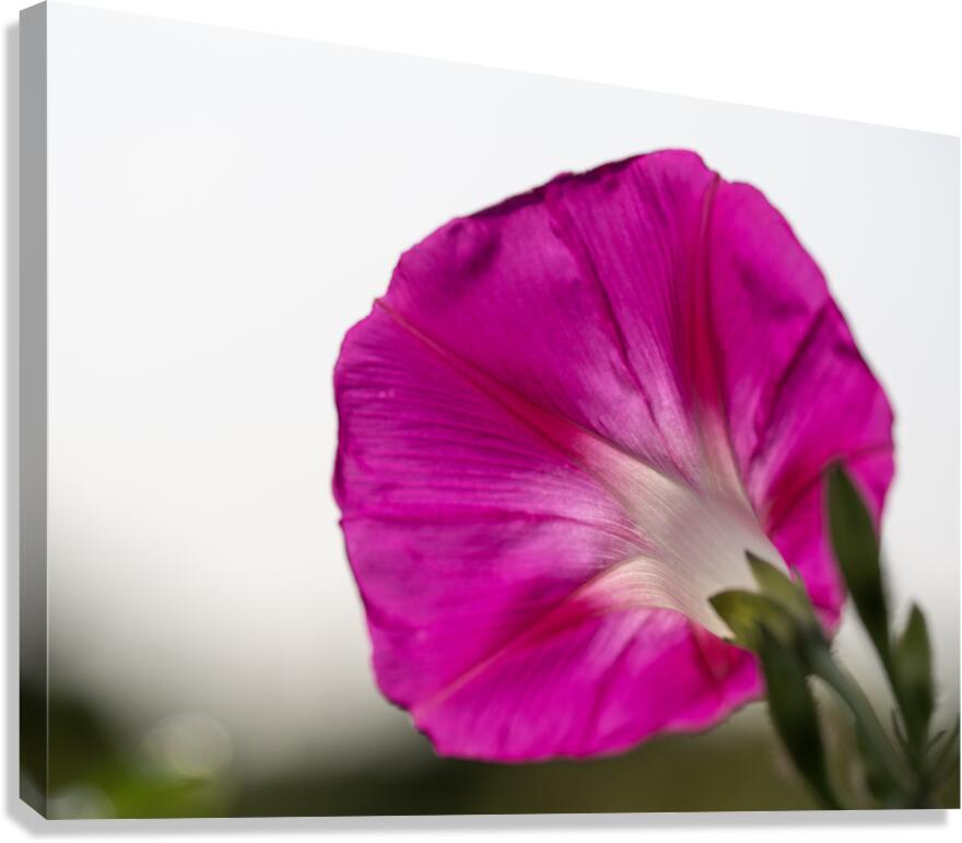 Anticipation Canvas Print