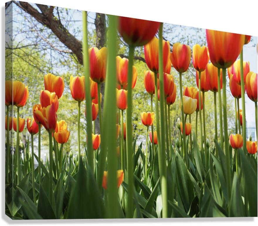 A View From Below Canvas Print