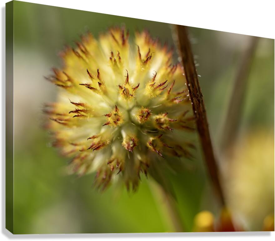 Blanketflower Canvas Print