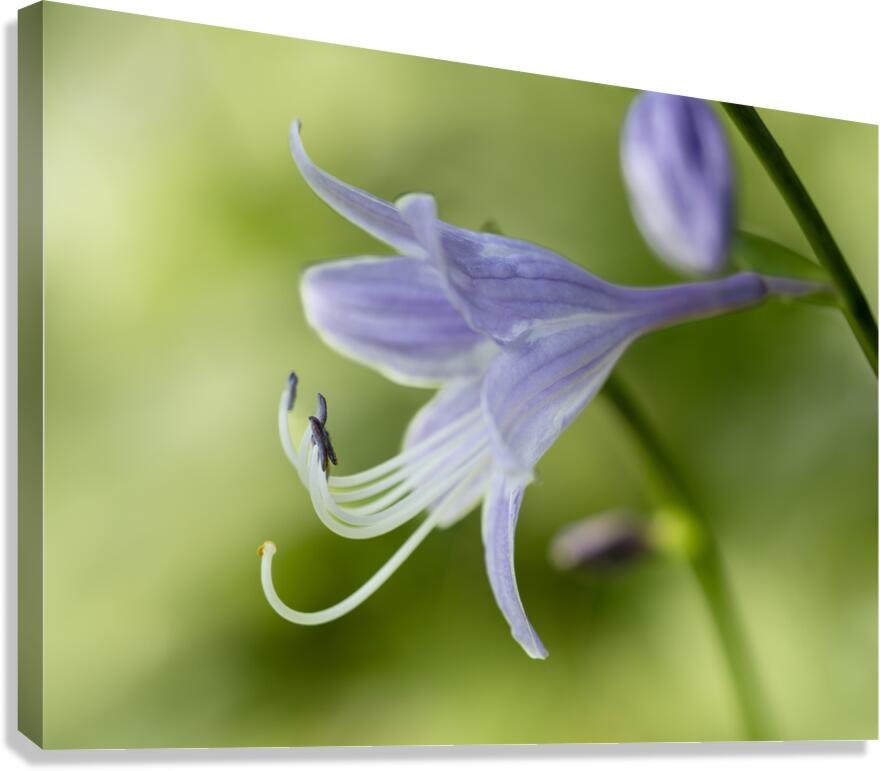Purple Hosta Flower Canvas Print