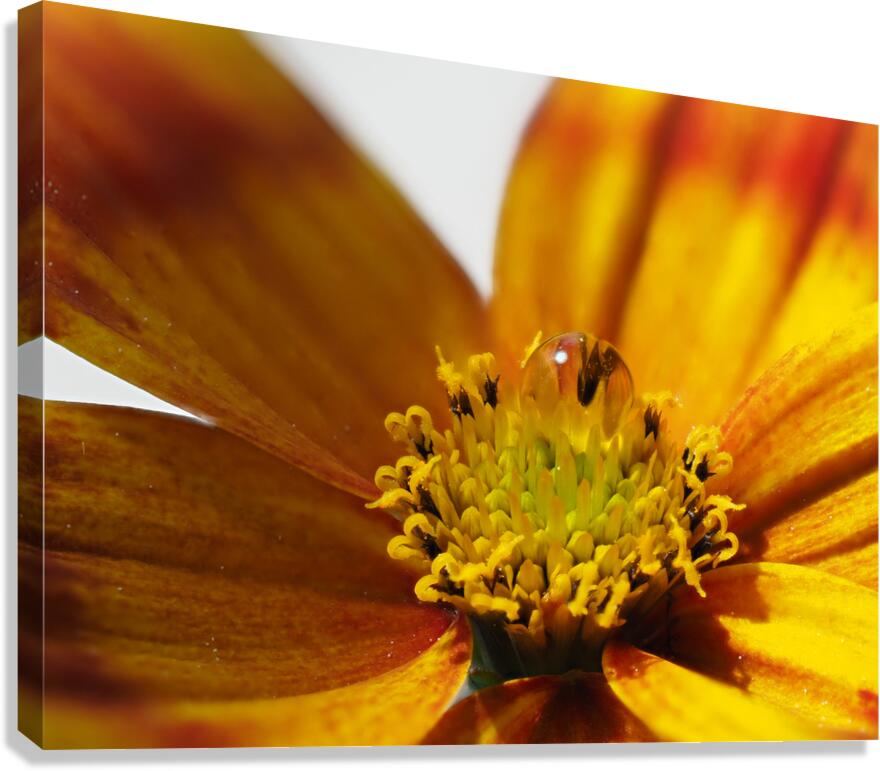 Bidens Ferulifolia Canvas Print
