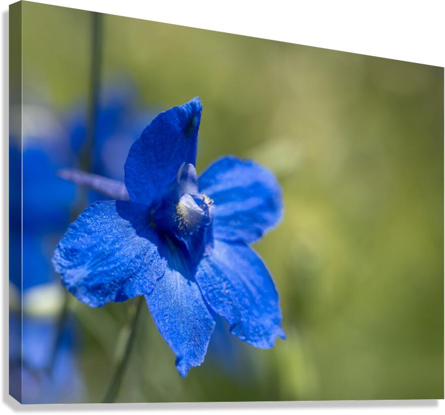 Blue Mirror Canvas Print