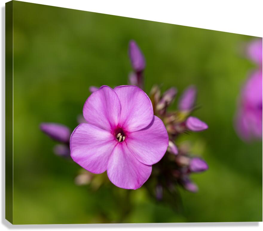 Call me Rosie Canvas Print