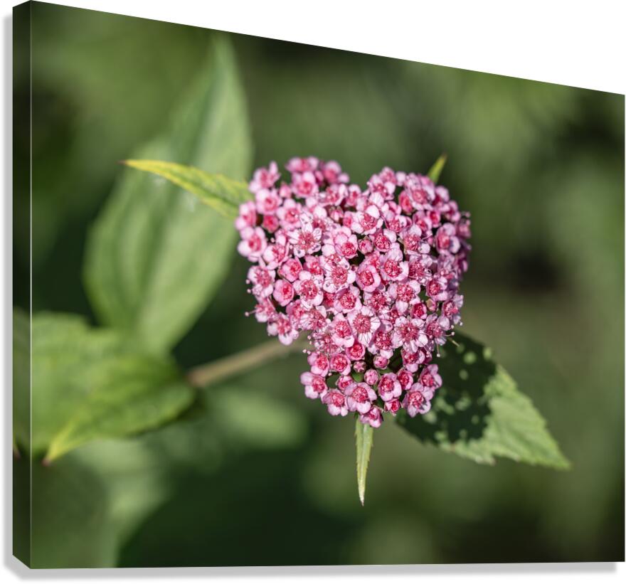 Candlelight Canvas Print