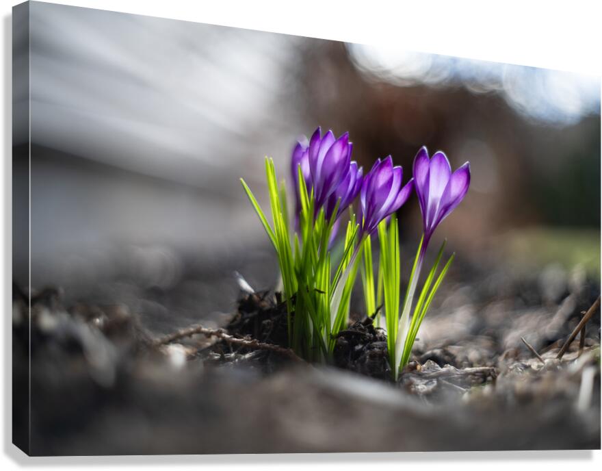 Crocus Canvas Print