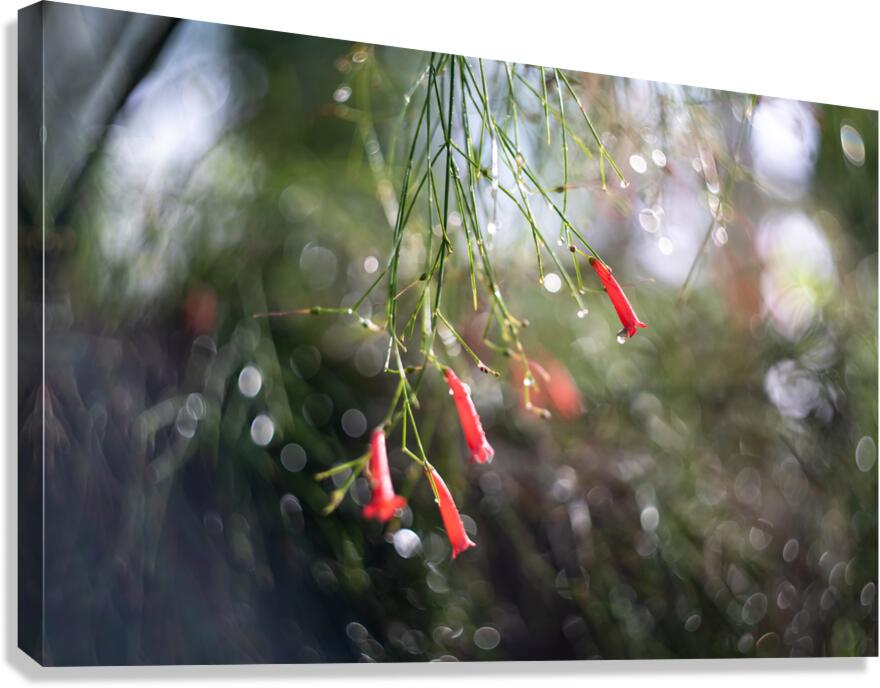 Firecrackers Canvas Print