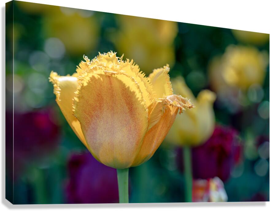 Fringed Blossom Canvas Print