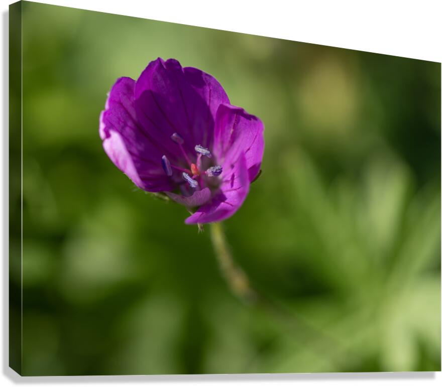 Little Beads Canvas Print