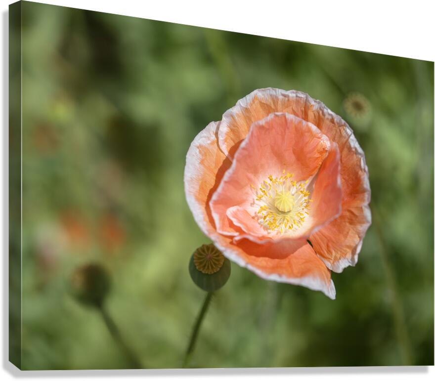 Love Me Canvas Print