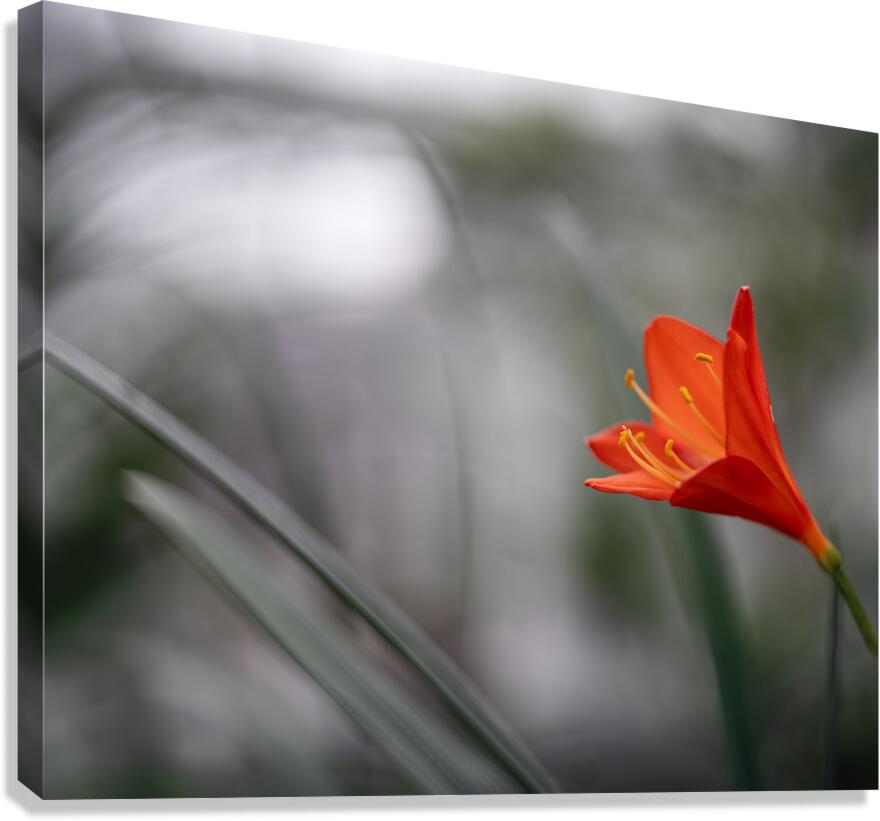 Naked Lady Canvas Print