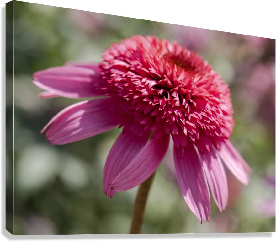 Large Hearted Canvas Print