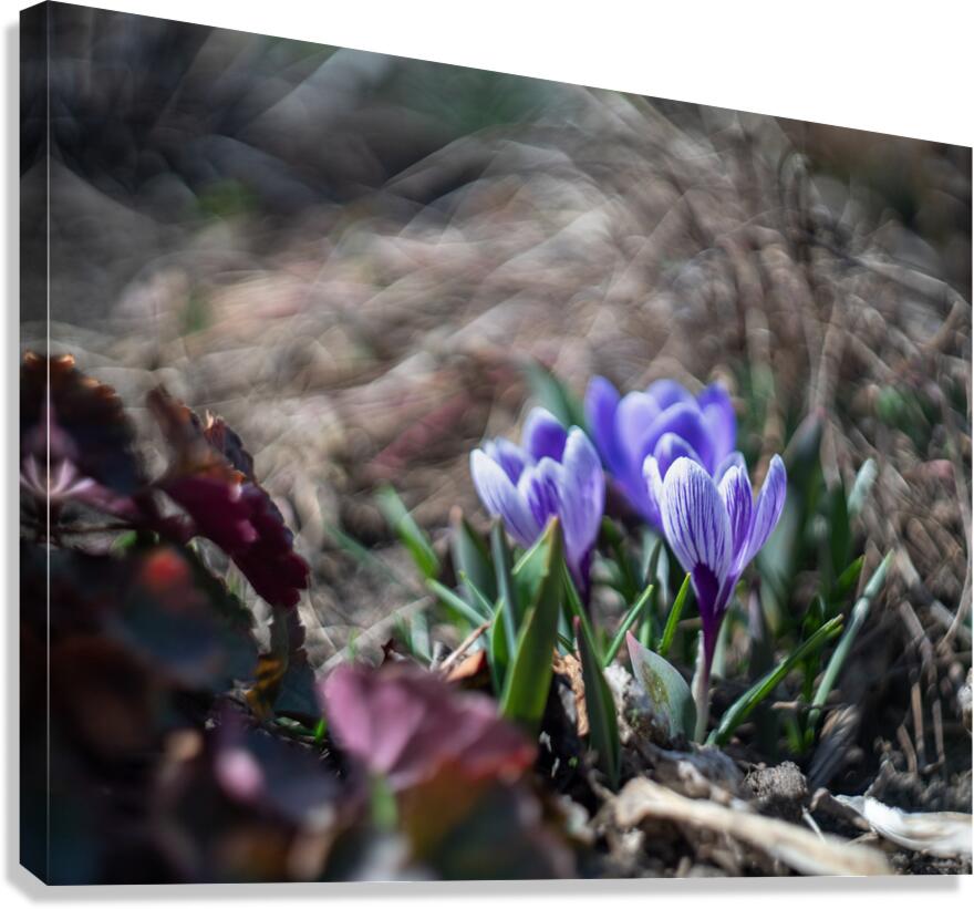 King of the Striped Canvas Print