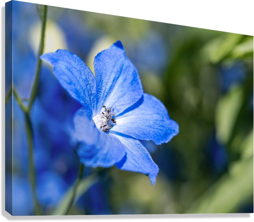 Guardian Lavender Canvas Print