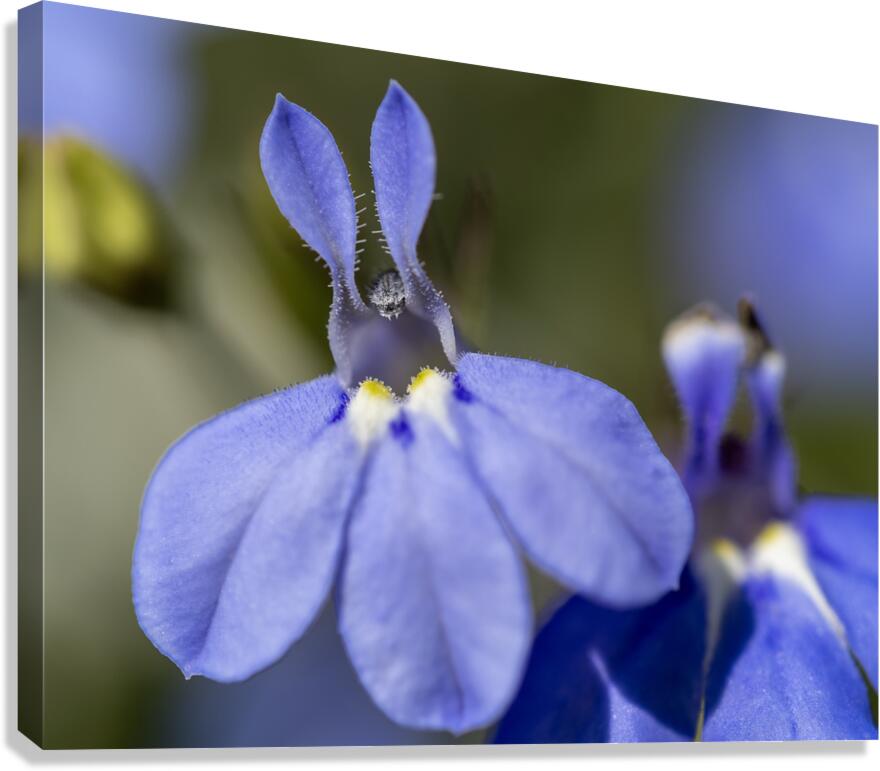 Lobelia Canvas Print