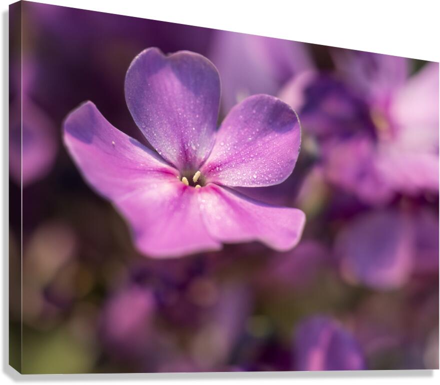 Pink World Canvas Print