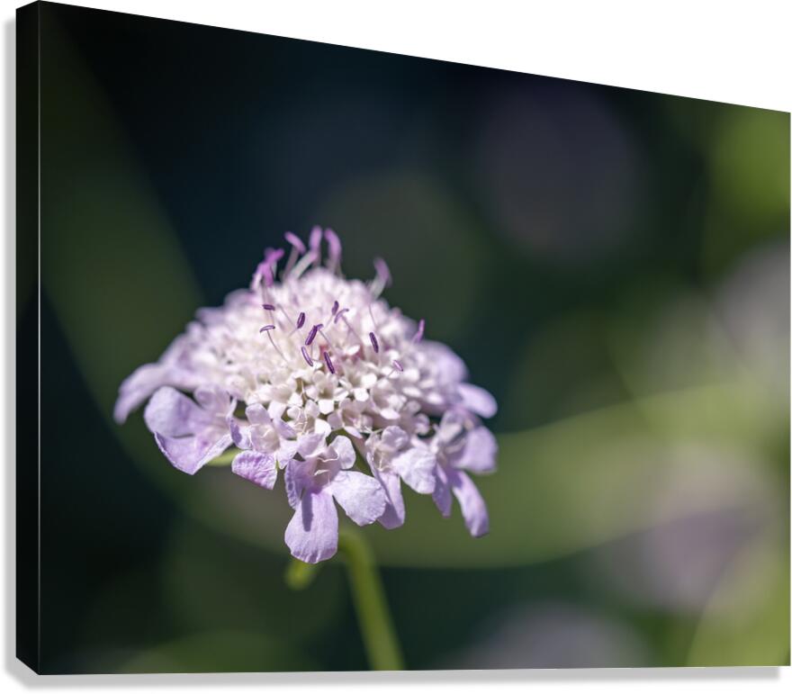 Pincushion Flower Canvas Print