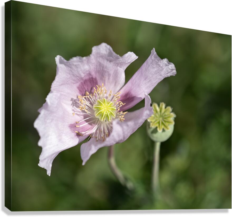 Pink Poppy Canvas Print