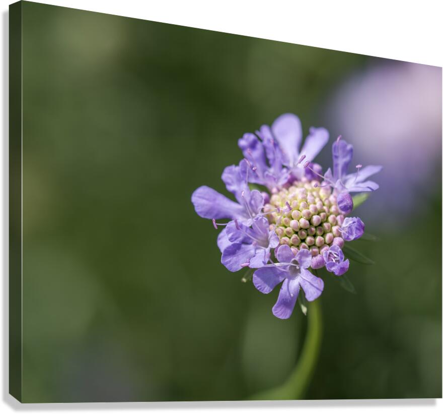 Purple Pincushion Canvas Print