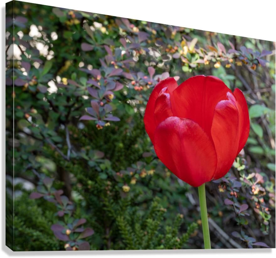 Red as Blood Canvas Print