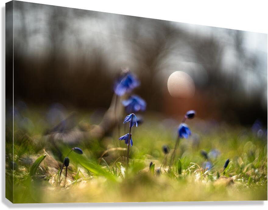 Siberian Squill Canvas Print