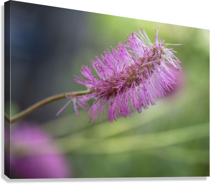 Squirrel Tail Canvas Print