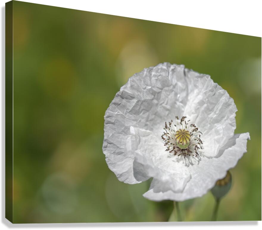 White Poppy Canvas Print