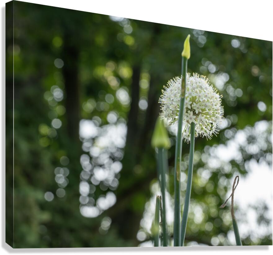 Enchanted Canvas Print