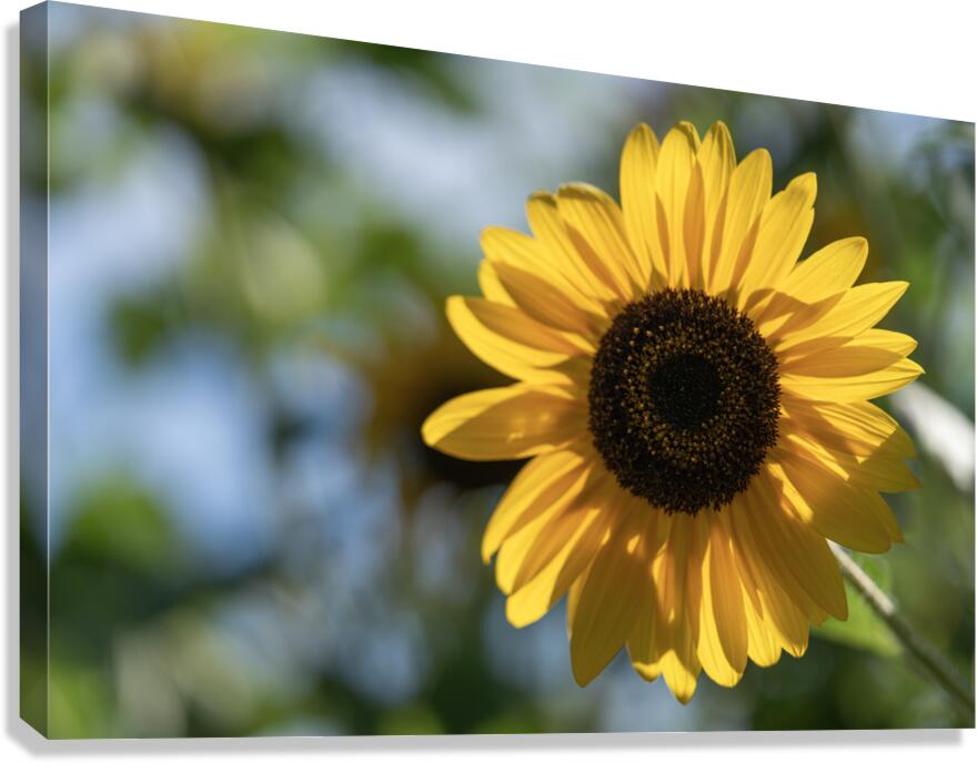 Sunlit Serenade Canvas Print