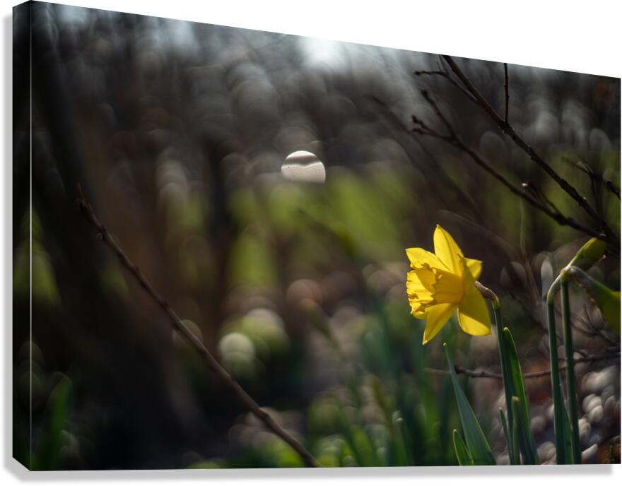 Daffodil Dreamscape Canvas Print