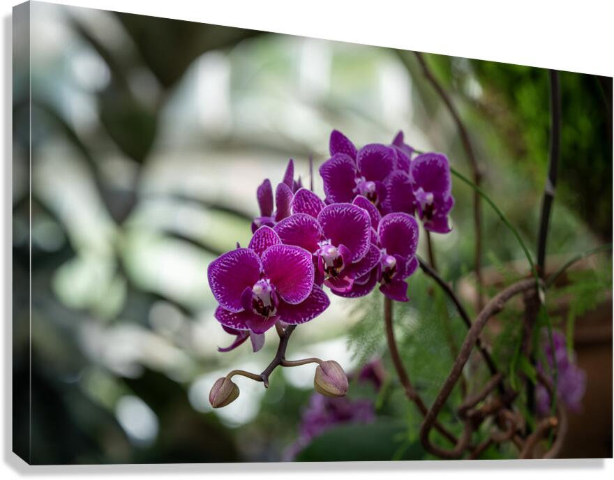 Velvet Violet Canvas Print