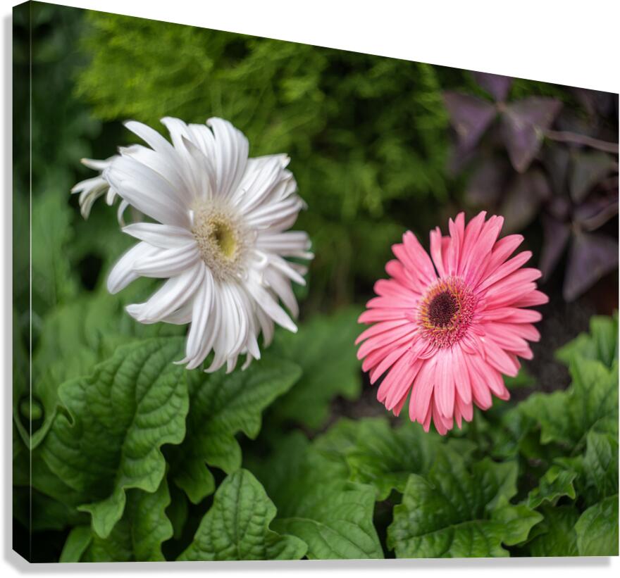 Pearl Petals Canvas Print