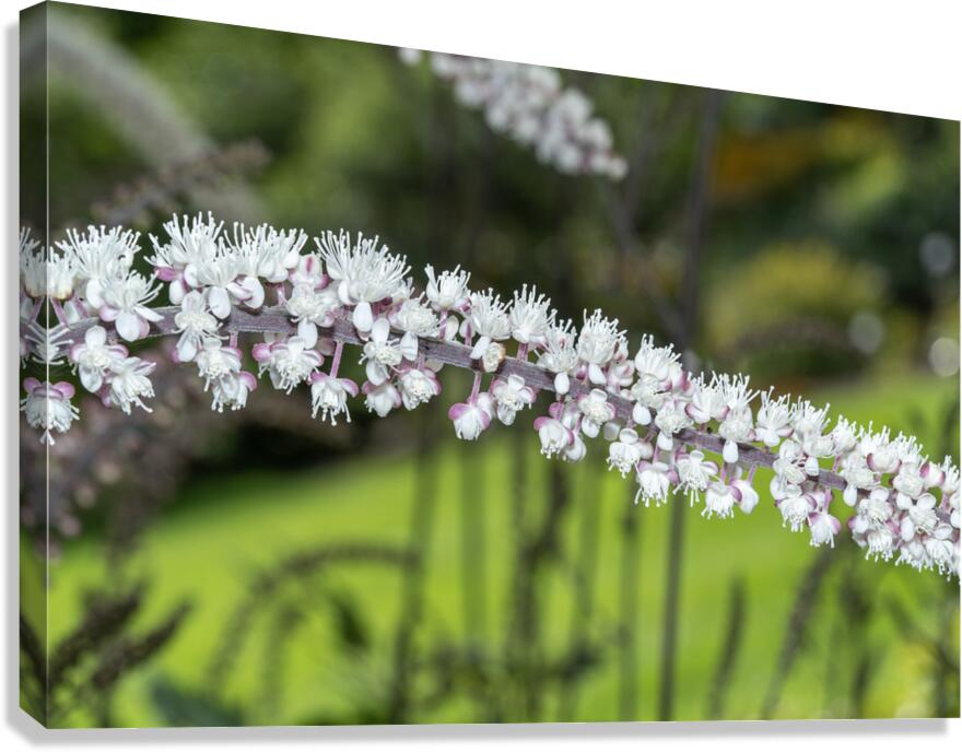 Fairy Candle Canvas Print