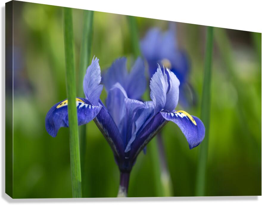 Velvet Blue Canvas Print