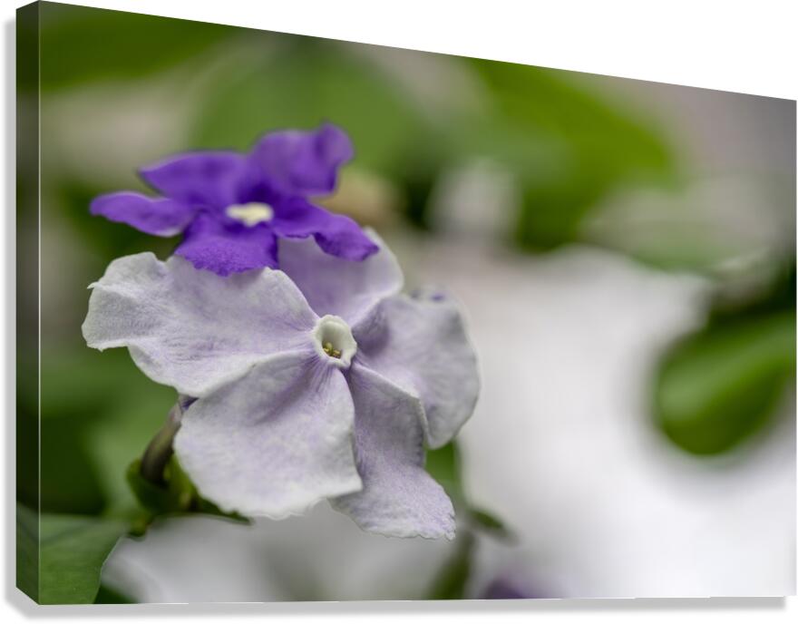 Mauve Melody 1 Canvas Print