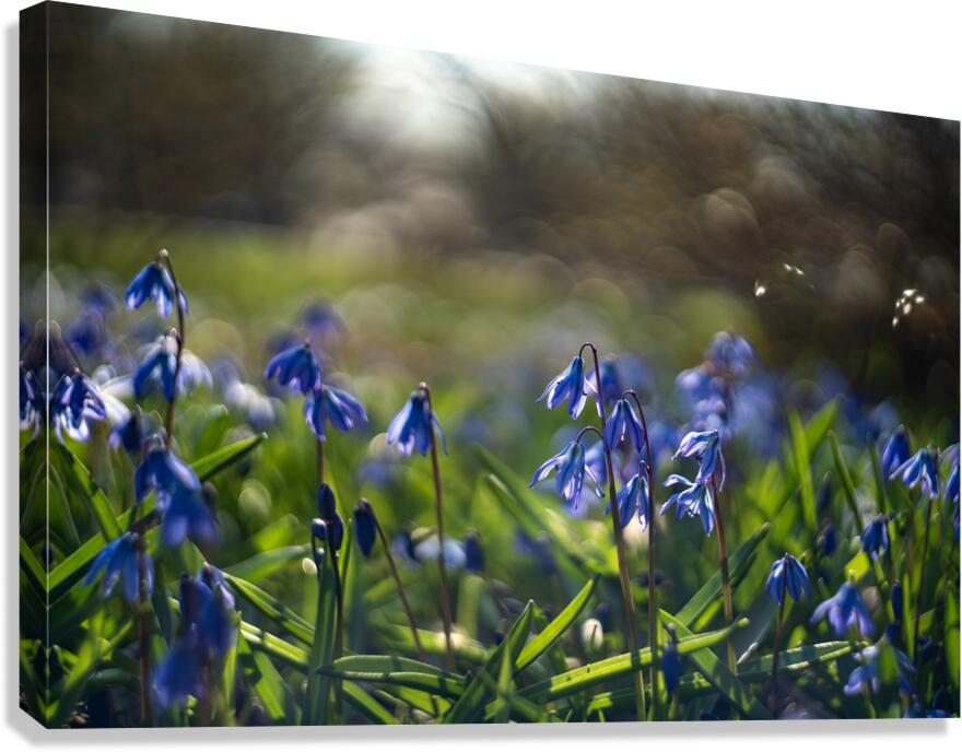 Meadow Melody Canvas Print