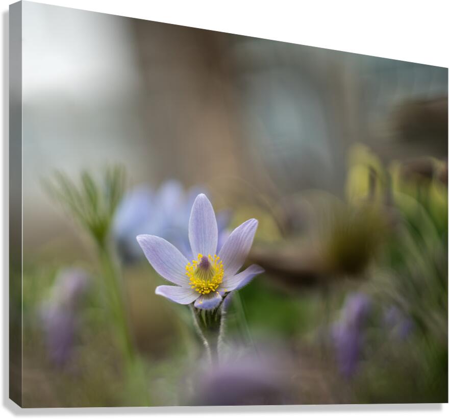 Purple Haze Canvas Print