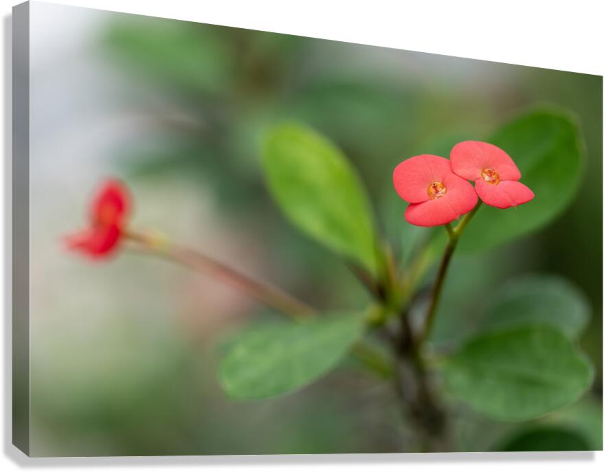 Rosy Red Twilight Canvas Print